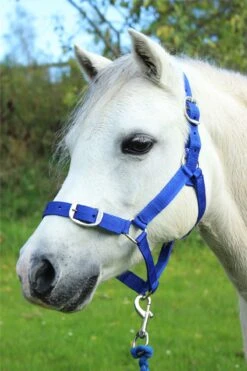 Gallop Equestrian Headcollar & Leadrope Set