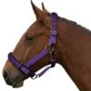 Gallop Equestrian Heavy Duty Padded Headcollar With Free Fly Fringe -Just Horse Rider 68742ea1 8399 4001 b73e 20e69db51b88
