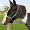 Rhinegold Rainbow Headcollar And Leadrope Set -Just Horse Rider 7d81f155 70df 484d 82d9 d930b321f606