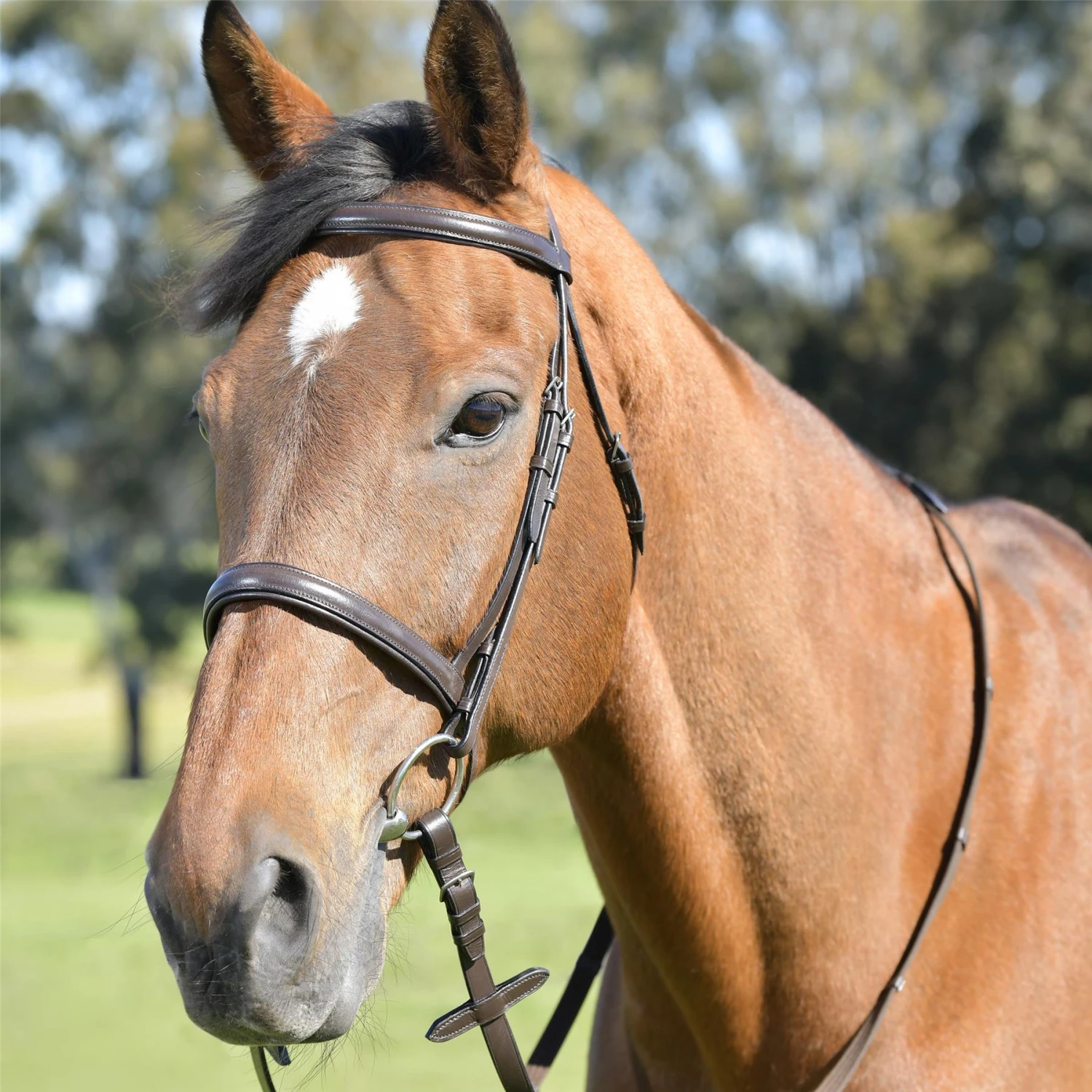 Kincade Classic Plain Raised Cavesson Bridle With Reins 4 Kincade Classic Plain Raised Cavesson Bridle With Reins - Image 2