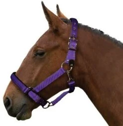 Gallop Equestrian Heavy Duty Padded Headcollar With Free Fly Fringe -Just Horse Rider cd164c28 bbf1 48d3 a369 85d8f38ec823